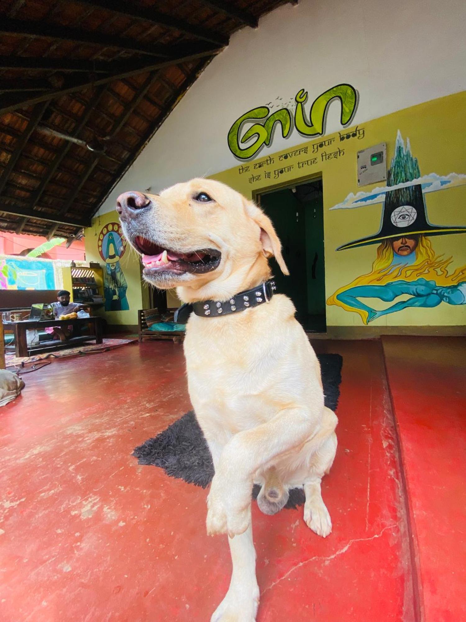 Gaia Hostels Anjuna Exterior foto